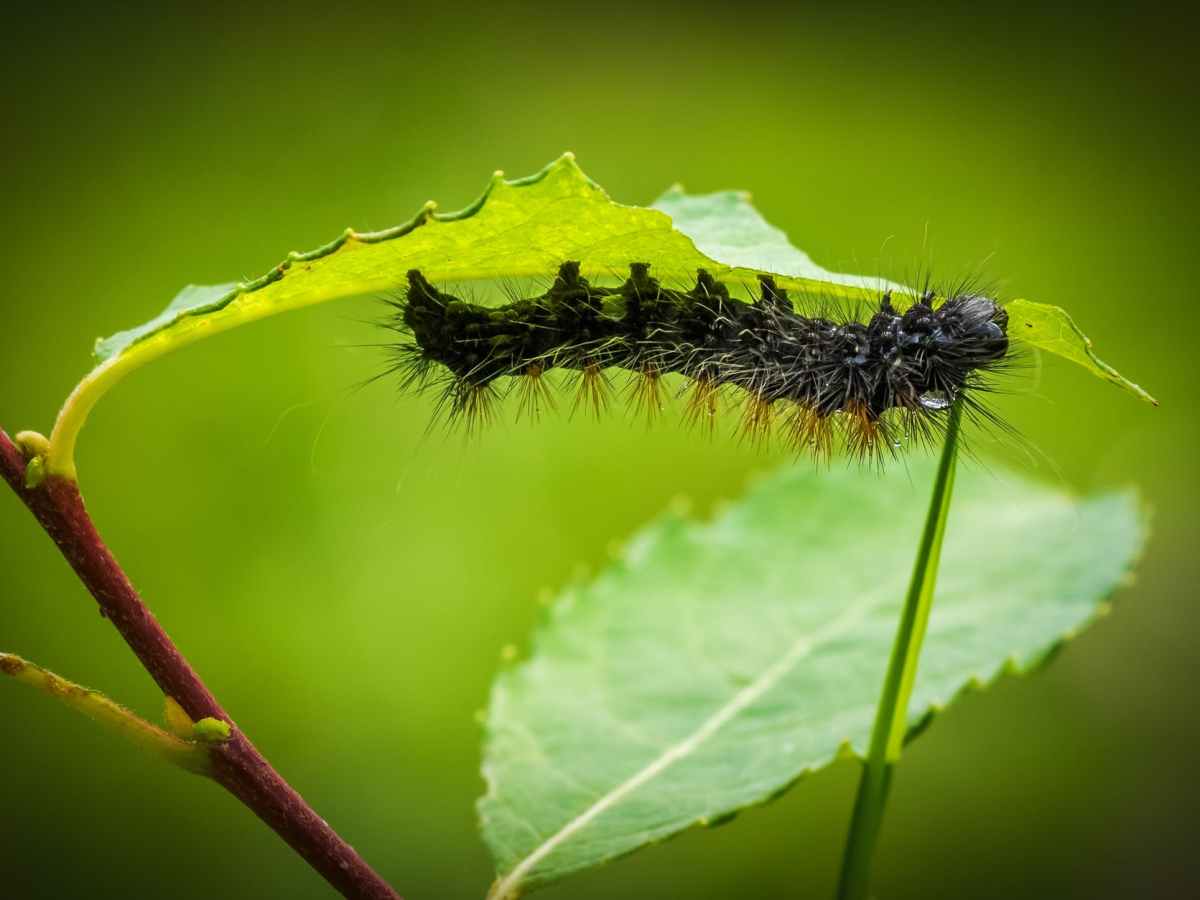 Caterpillars