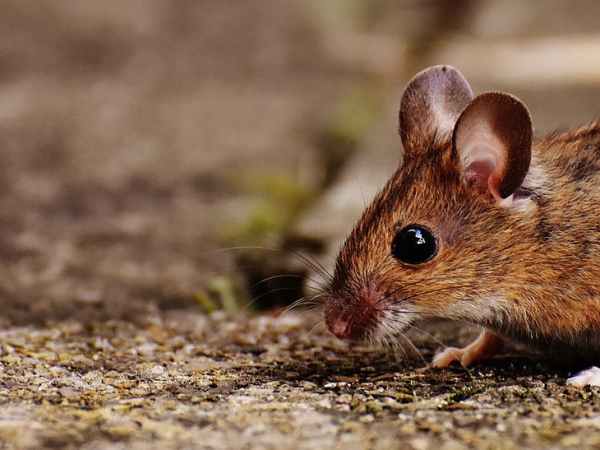 Phillip the Mouse: The Lion’s Toothache and The General’s Horse