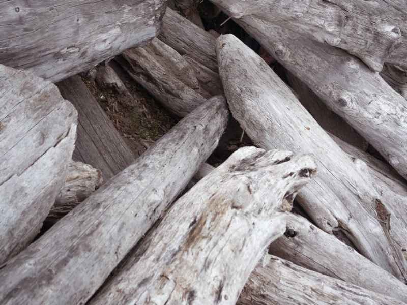 The Favored Son: Alternate- Part Two