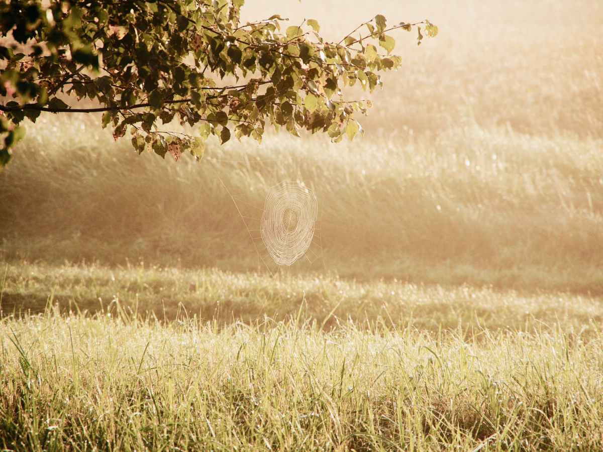 The Favored Son: Alternate- Part Four